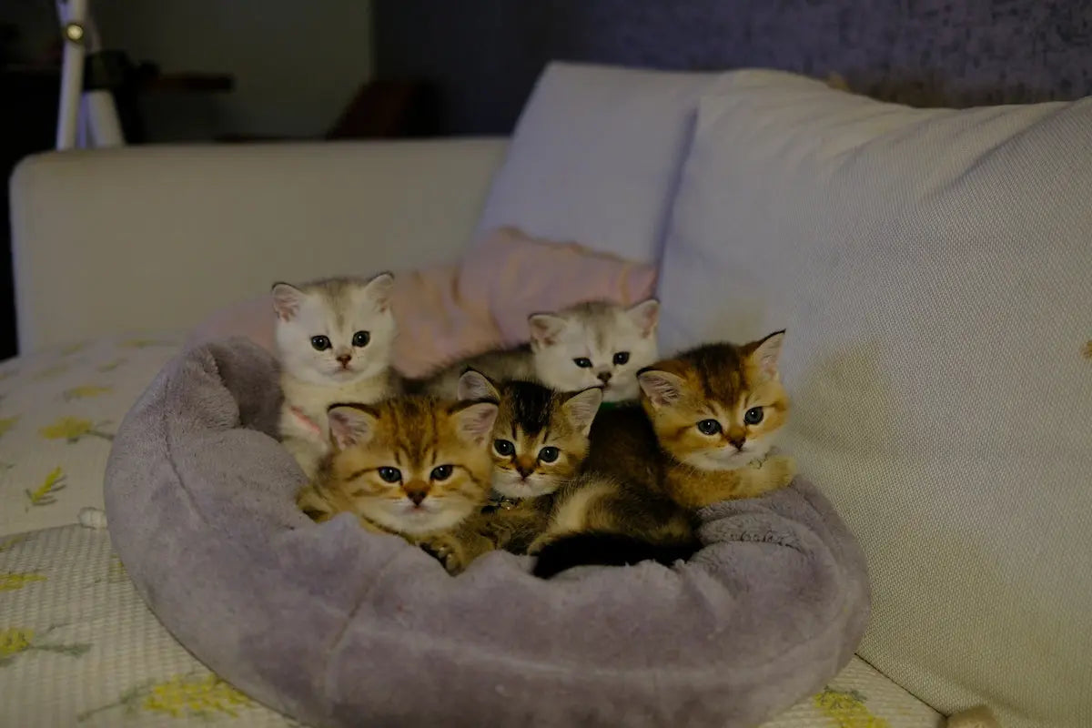 Five adorable kittens nestled in a soft bed.