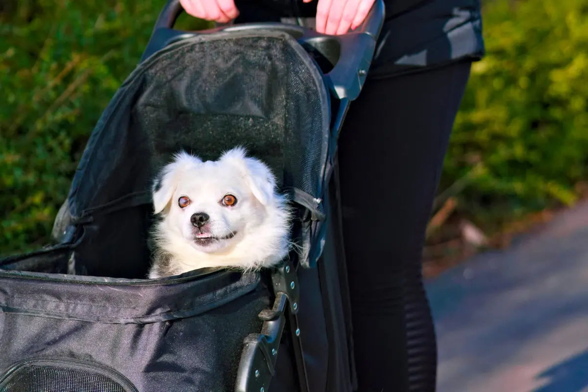 A small white dog sitting in a black bag