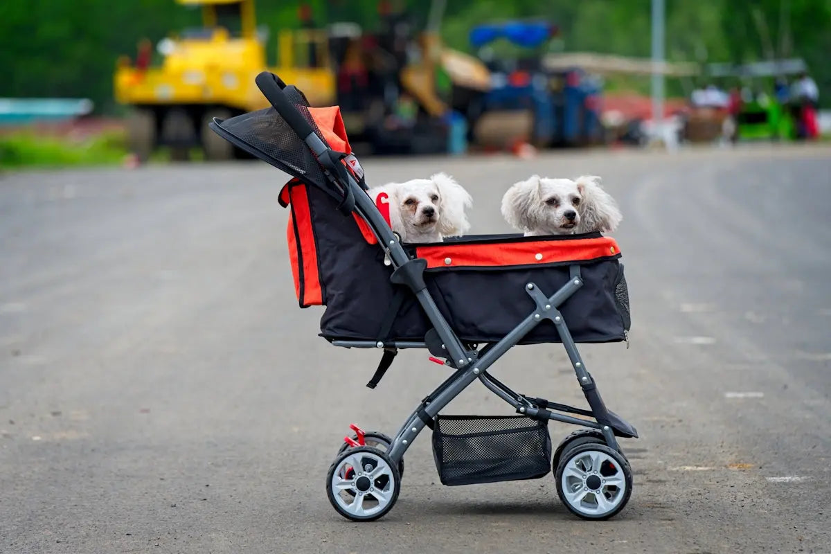 two small white dogs sitting in a stroller