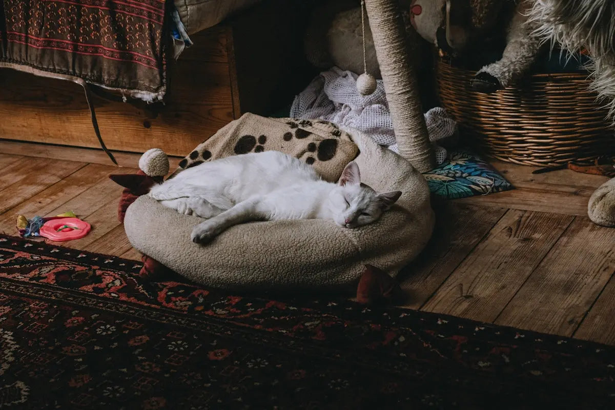 A light-colored cat sleeps on a round bed.